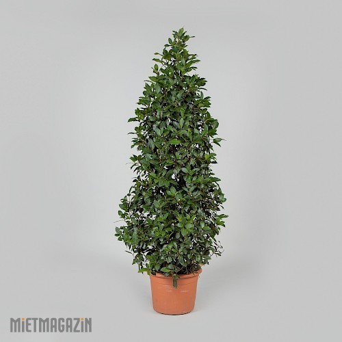 1000202_00_01_lorbeerpyramide.jpg