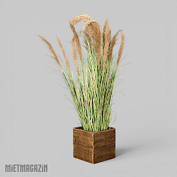 calypsogras_gracillimus_180_inkl_dekosockel_country_1.jpg