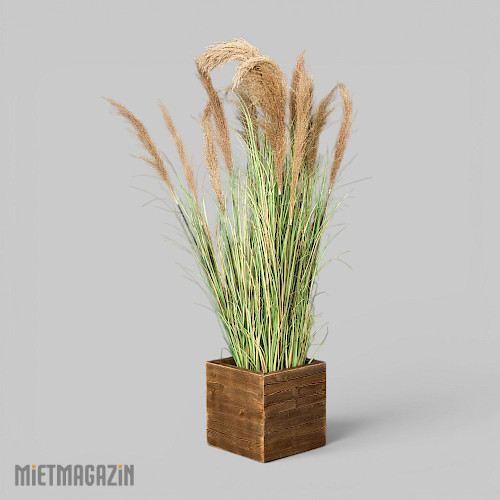 calypsogras_gracillimus_180_inkl_dekosockel_country_1.jpg