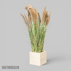 calypsogras_gracillimus_180_inkl_dekosockel_ivory_1.jpg