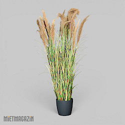 calypsogras_gracillimus_180_inkl_uebertopf_anthrazit_m_1.jpg