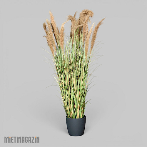 calypsogras_gracillimus_180_inkl_uebertopf_anthrazit_m_1.jpg