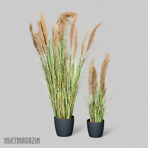 calypsogras_gracillimus_inkl_uebertopf_anthrazit_1.jpg