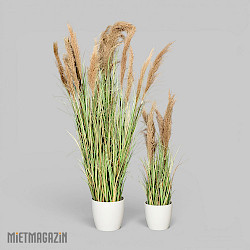 calypsogras_gracillimus_inkl_uebertopf_weiss_1.jpg