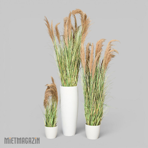 calypsogras_gracillimus_inkl_uebertopf_weiss_2.jpg