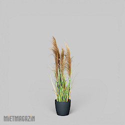 Calypsogras "Gracillimus 110"