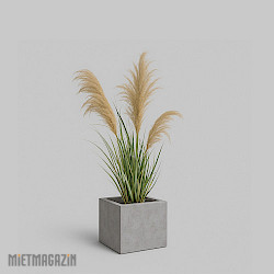 Calypsogras "Gracillimus 110"