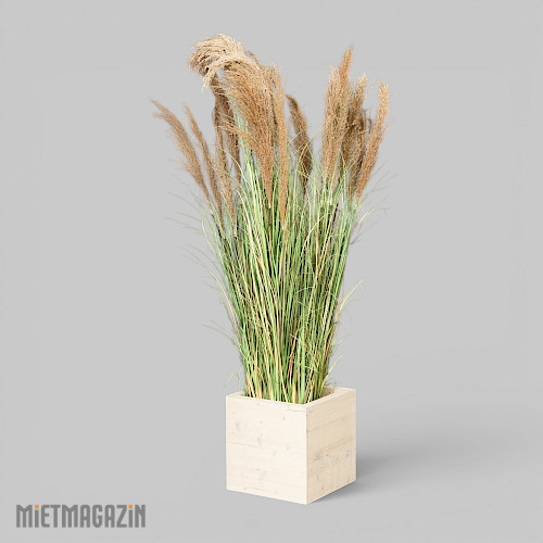 calypsogras_gracillimus_180_inkl_dekosockel_ivory_1.jpg